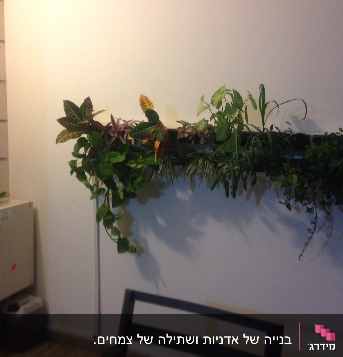 עציצים תלויים על קיר עם צמחים ירוקים